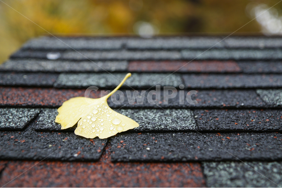 가을,풍경사진,은행잎,감성사진,나뭇잎,Autumn,Landscape,leaf,ginkgoleaf,가을,계절,fall,autumn,season,잎,plant,식물