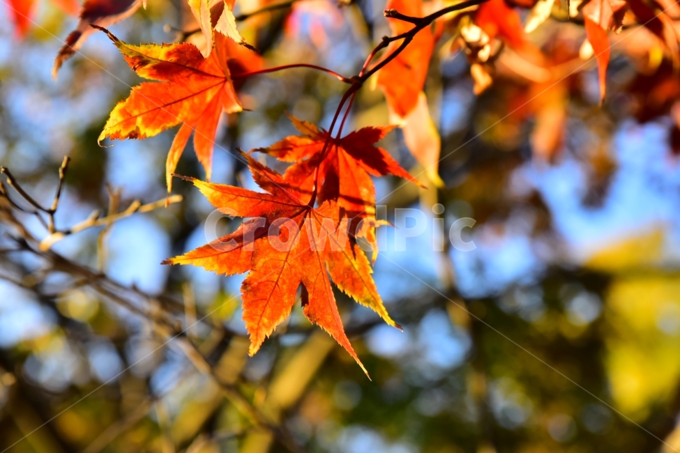 단풍,단풍잎,가을,쓸쓸해,단풍나무,가을,계절,fall,autumn,season,식물,자연,plants,nature,leaf,잎,plant,tree,나무,maple