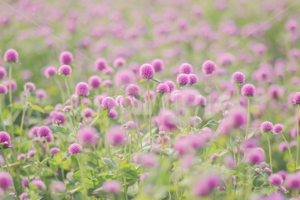 천일홍,사진,디지털사진,꽃사진,보라색,자연,식물,자연,plants,nature,꽃,flower,감성,sensible,feeling