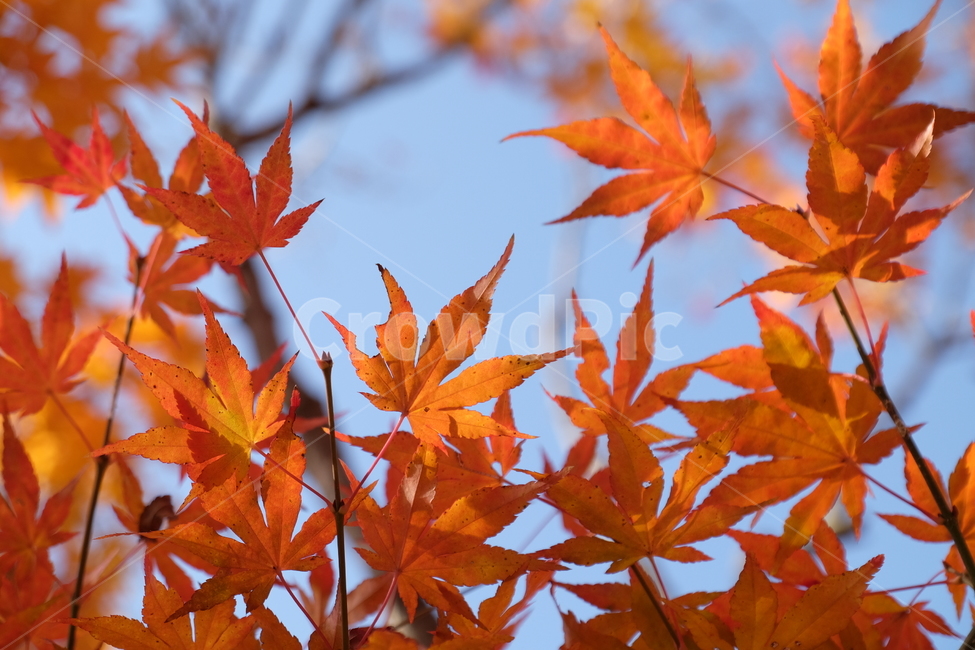 단풍,나무,가을,자연,식물,노란,노랑,fall,tree,주황,nature,red,yellow,붉은,plant,가을,계절,fall,autumn,season,자연,풍경,nature,landscape,leaf,잎,maple