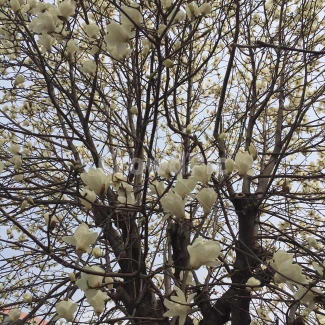 꽃,목련,목련꽃,꽃봉오리,꽃봉우리,꽃나무,나무,식물,자연,plants,nature,꽃,flower,나무,trees,wood