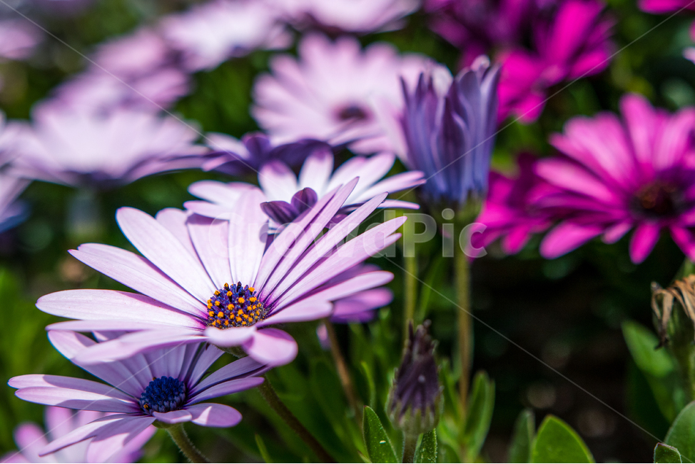 spring,shastadaisy,dimorphotheca,Dimorphotheca,Shasta Daisy,daisy,flower