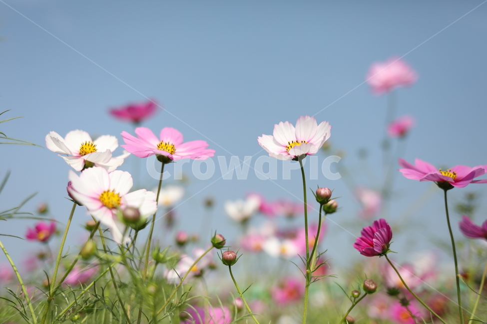 Citizens Park,Hangang Park,fall,sight,autumn,cosmos,Cosmos,flower