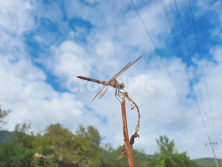 잠자리,곤충,insect,dragonflies,가을하늘,자연,nature,식물,자연,plants,nature,곤충,벌레,insect,bug