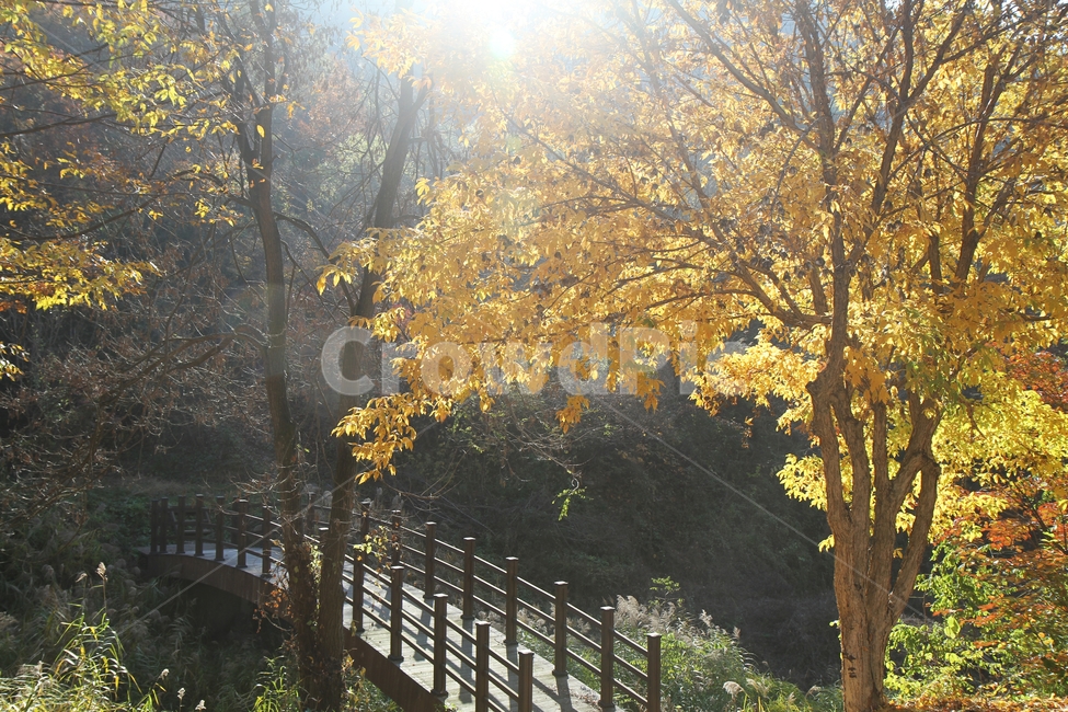 가을풍경,가을,단풍나무,단풍나무와다리,단풍잎,감성사진,가을,계절,fall,autumn,season,자연,풍경,nature,landscape,식물,plants,나무,trees,wood,tree,plant