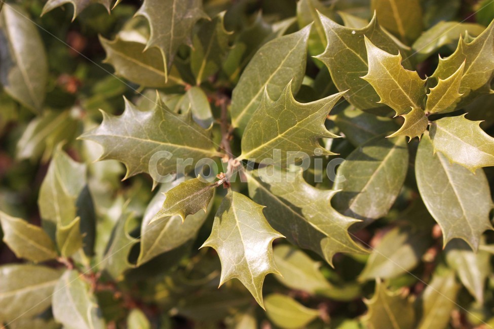 잎,나뭇잎,나무잎,식물,나무,나무가지,나뭇가지,가지,가을,자연,식물,자연,plants,nature