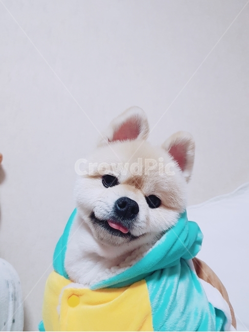 강아지,개,귀여운,귀여운강아지,포메