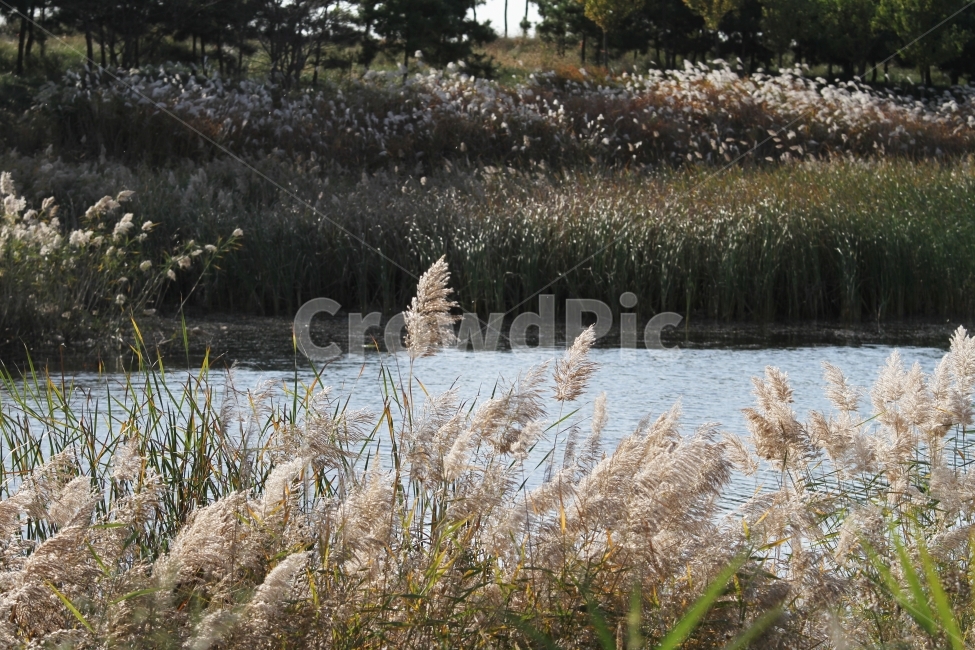갈대,식물,가을,감성사진,호수,꽃,억새,가을,계절,fall,autumn,season,식물,자연,plants,nature,plant,grass,잔디,lawn,reed
