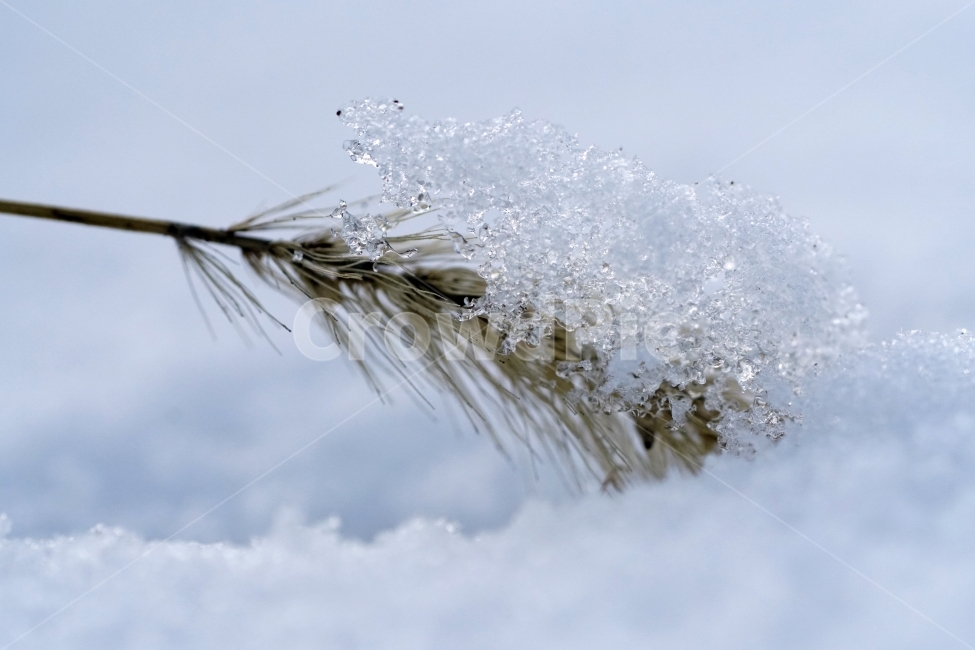 한국자연,겨울,계절,자연,korea,winter,season,nature,snow,눈,흰눈,눈내린,눈이내린,눈오는,눈쌓인,눈이쌓인,풍경,landscape,얼음,얼다,추위,춥다,추운,cold,식물,plants,강아지풀,겨울눈,겨울풀,잡초,풀,스냅,스냅사진,snap,snapshot,감성,감성사진,접사,macro,ice,겨울,계절,winter,season,식물,자연,plants,nature