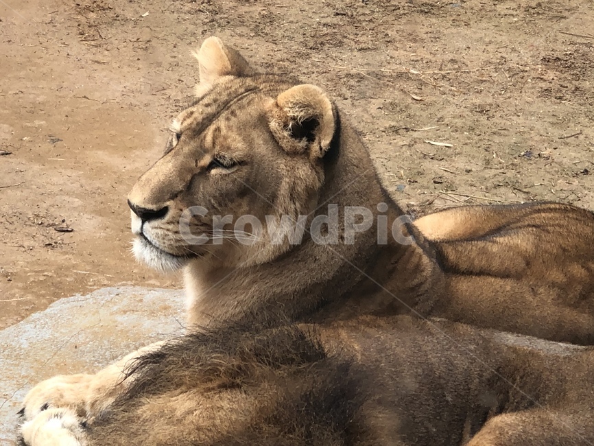 사자,동물원,lion,animal,야생동물