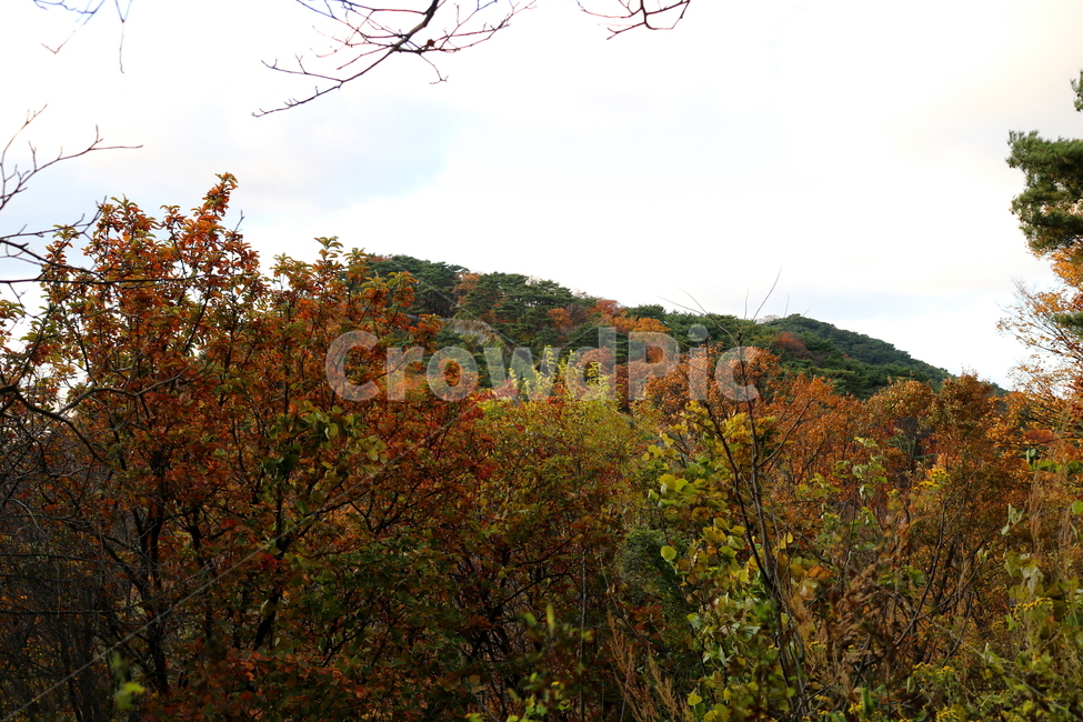 남한산성,산성,자연,풍경,가을,산,단풍,나무,공원,가을,계절,fall,autumn,season,nature,outdoors,옥외