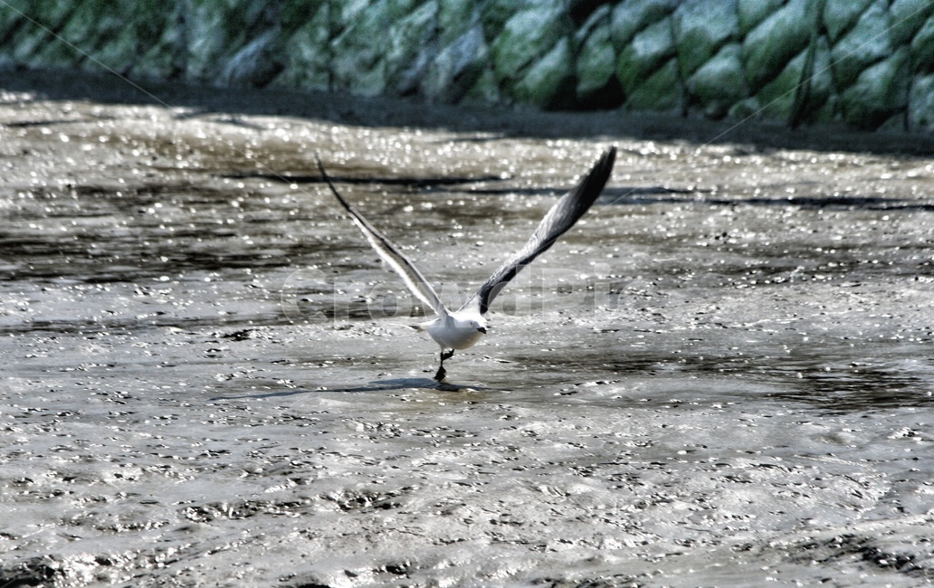 갈매기,바닷가,갯벌,비상,봄,동물,animal,조류,새,birds