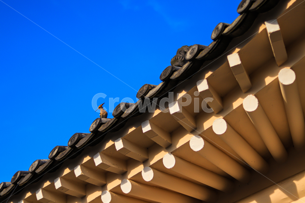 porch,현관,지붕,새,한옥,한국전통,한국문화,korean traditional,korean culture,동물,animal,조류,새,birds,건축물,건물외관,exterior,building,structure,architecture,construction