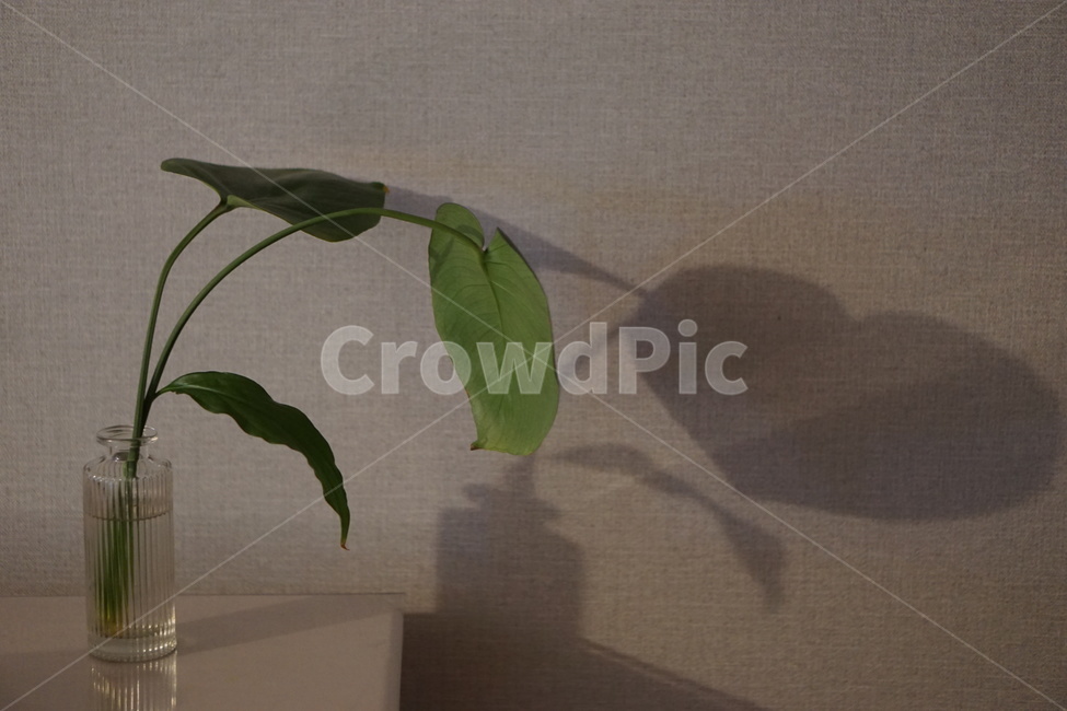 플랜테리어,식물,다육이,plants,몬스테라,수상식물,실내용화초,화분,화초,house plant