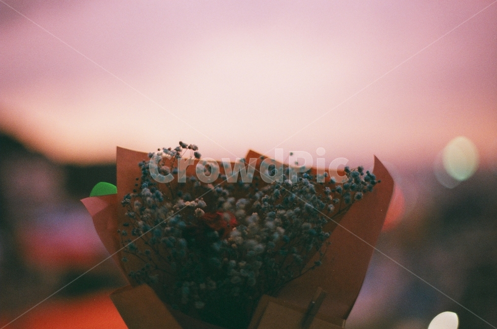 꽃,꽃다발,선물,로맨틱,사랑,분위기,감성,볼케,저녁,노을,판매,식물,자연,plants,nature,꽃,flower,기념일,축하,anniversary,congratulation,celebrate,celebration,감성,sensible,feeling