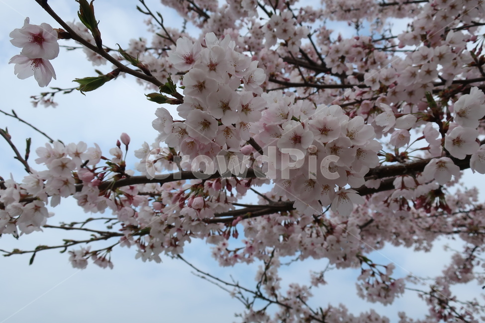 봄꽃,봄날,흩날리는벚꽃,벚꽃,예쁜꽃