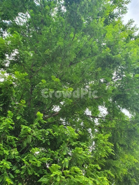 나무,숲,초록색,잎,나뭇잎,green,forest,wood,나뭇가지,여름나무