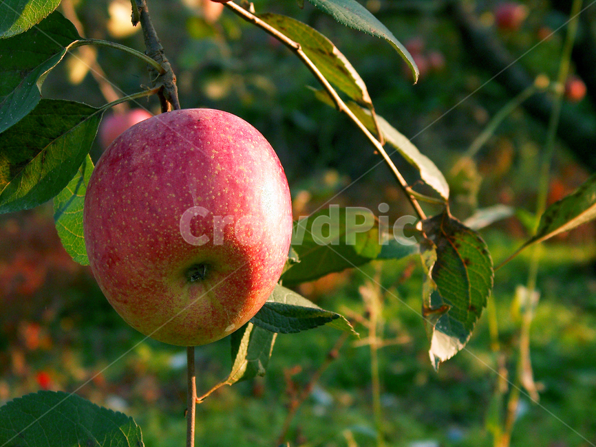 사과,과일,과수원,가을,능금,과일,열매,fruit