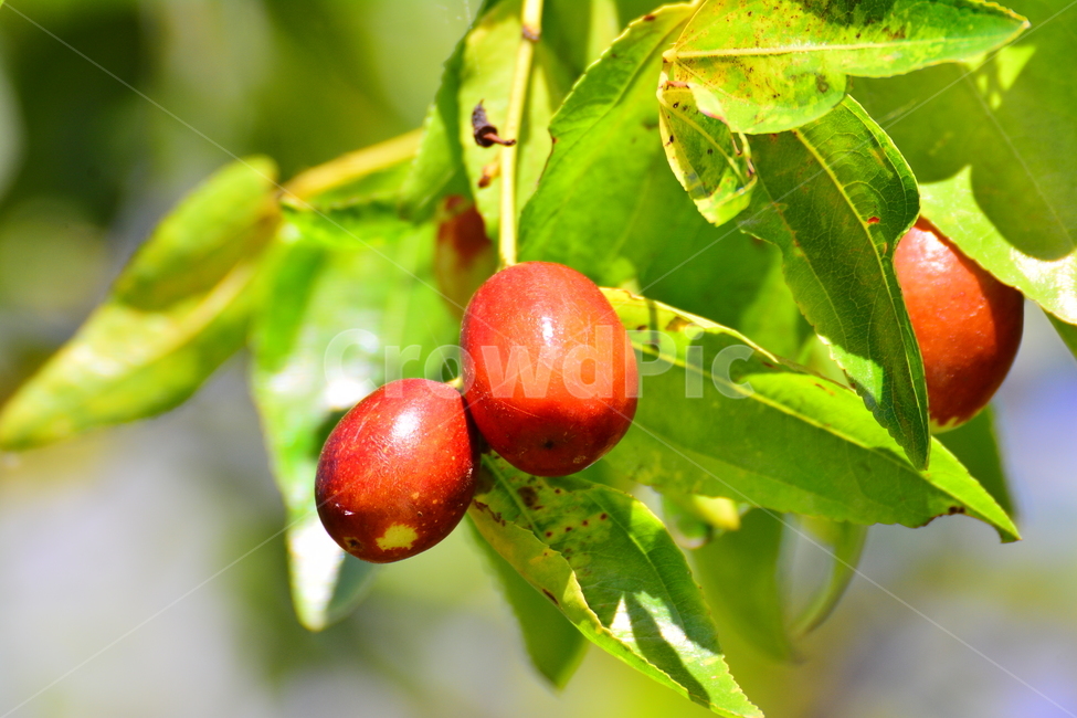 대추,대추나무,건강식품,대추차,jujube,달콤한,맛,과일,가을열매,가을이미지,나무열매,fruit,food,asian,동양적,한국적,한약재료,잘익은,주렁주렁,풍년,식물,자연,plants,nature,음식,식재료,요리,food,cook,meal,dishes,food reserves,과일,열매,fruit