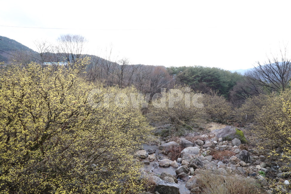 봄,산수유,자연,풍경,꽃,시골,길,산,계곡,봄,계절,spring,season,자연,풍경,nature,landscape,rubble,파편