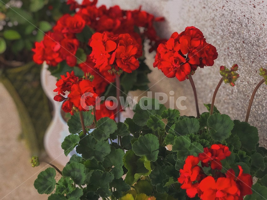 제라늄,flower,geranium,꽃,식물,식물,자연,plants,nature,꽃,flower