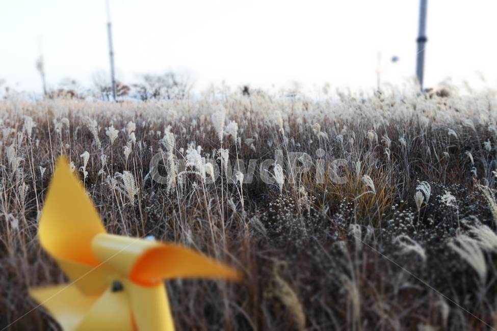 바람개비,갈대,가을,하늘공원,서울,풍경,가을,계절,fall,autumn,season,자연,풍경,nature,landscape,outdoors,옥외,snow,눈,ice,빙