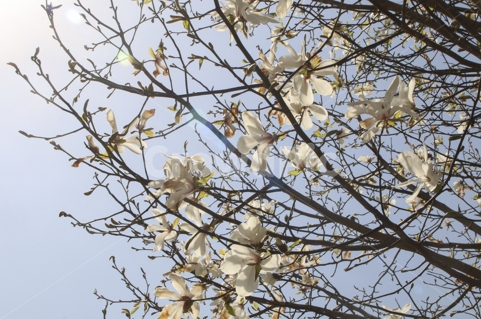 plant,식물,blossom,flower,꽃,spring,봄,봄꽃,흰꽃,하얀꽃,white,whiteflower,목련,백목련