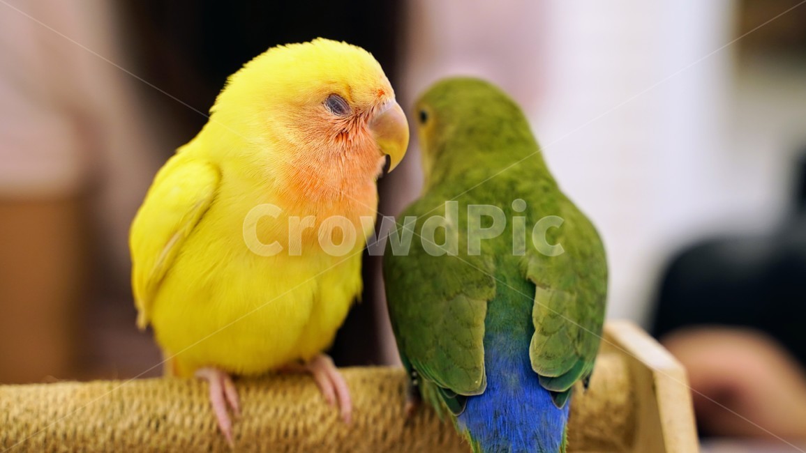 앵무새,한쌍,애완동물,새,동물,parrot,동물,animal,조류,새,birds