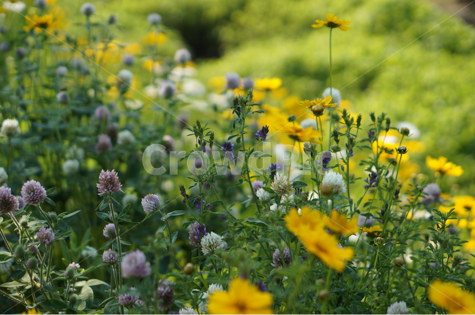 금계국,봄,노랑,풍경,꽃,식물,자연,plants,nature,꽃,flower