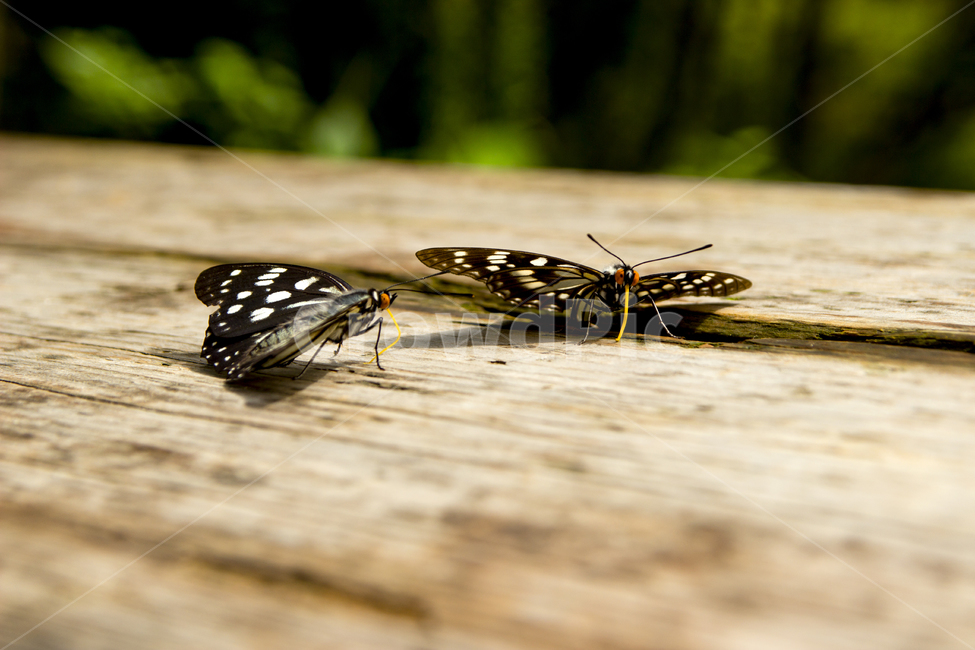 나비,교감,등산,눈맞춤,휴식,동물,animal,곤충,벌레,insect,bug