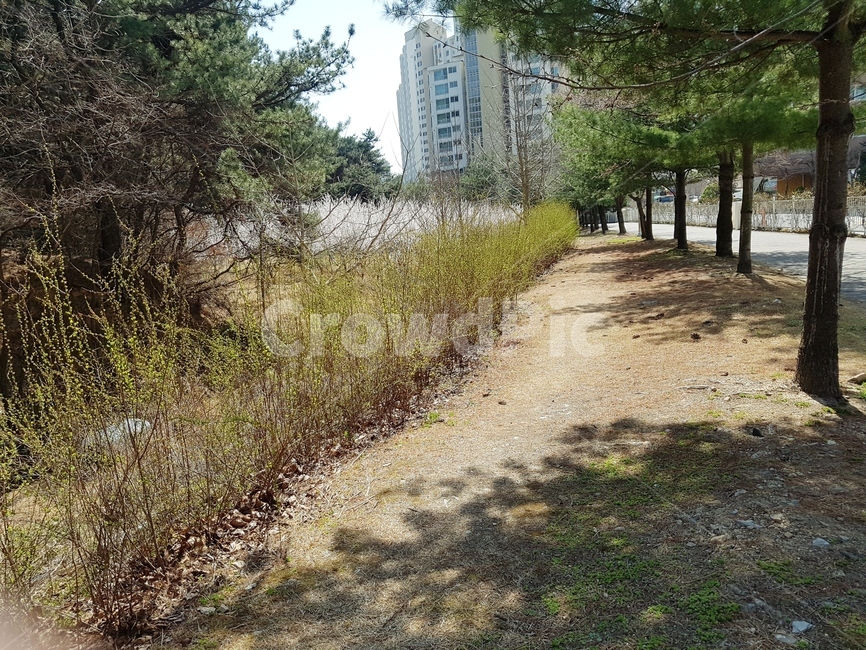 나무,산책로,소나무,꽃나무,하늘,나무길,기울어짐,농원,잔디길,돌길,봄,햇살,고요함,자연,풍경,nature,landscape,gravel,자갈,road,도로,dirt road,흙길,ground,바닥