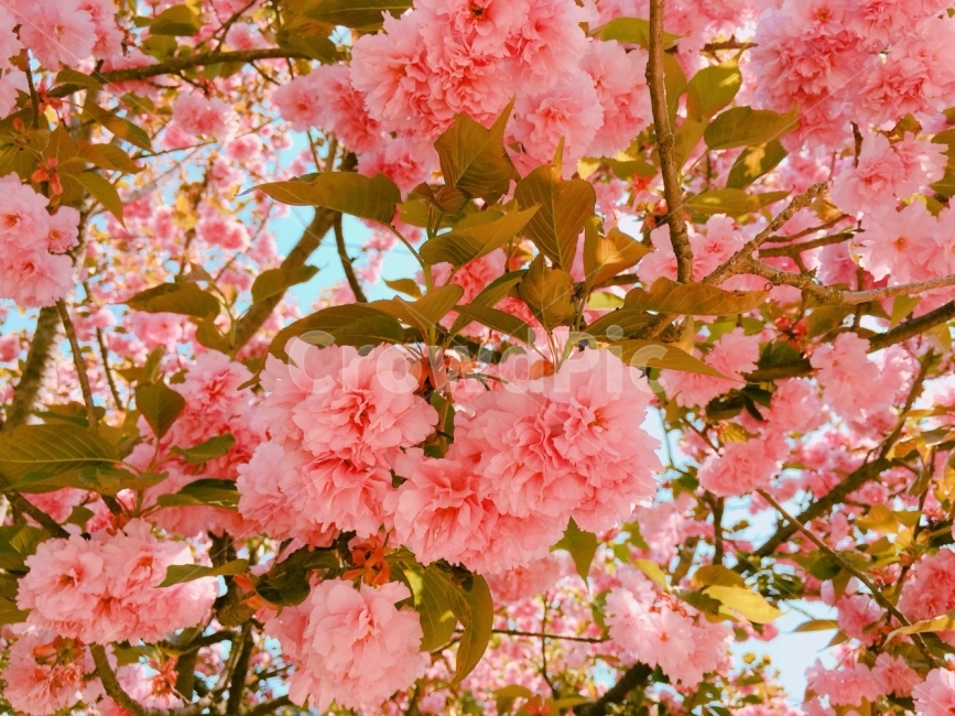 꽃,남이섬,여행,친구,한국,봄,자연사진,벚꽃,꽃사진,휴일,일상,봄,계절,spring,season,식물,자연,plants,nature,꽃,flower,plant,blossom