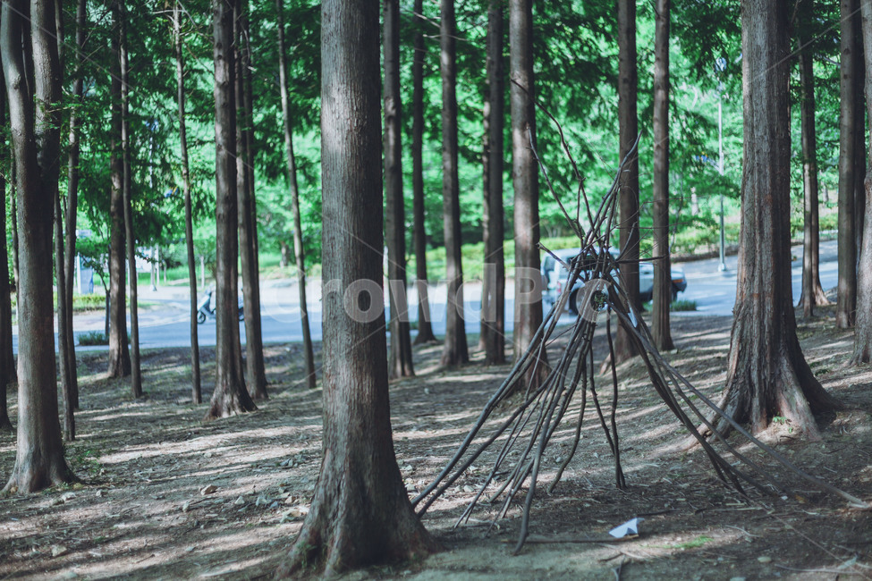 나무숲,풍경사진,한적한오후,산책,공원,landscape,nightscape,풍경,캐논,5Dmk3,DSLR,사진,여행,35mm,자연,도시,한국도시풍경,한국,부산,자연,풍경,nature,landscape,식물,plants,나무,trees,wood,tree,plant,tree trunk,나무 줄기
