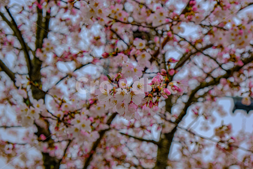 봄,벚꽃,분홍,blossom,flower,꽃,plant,식물