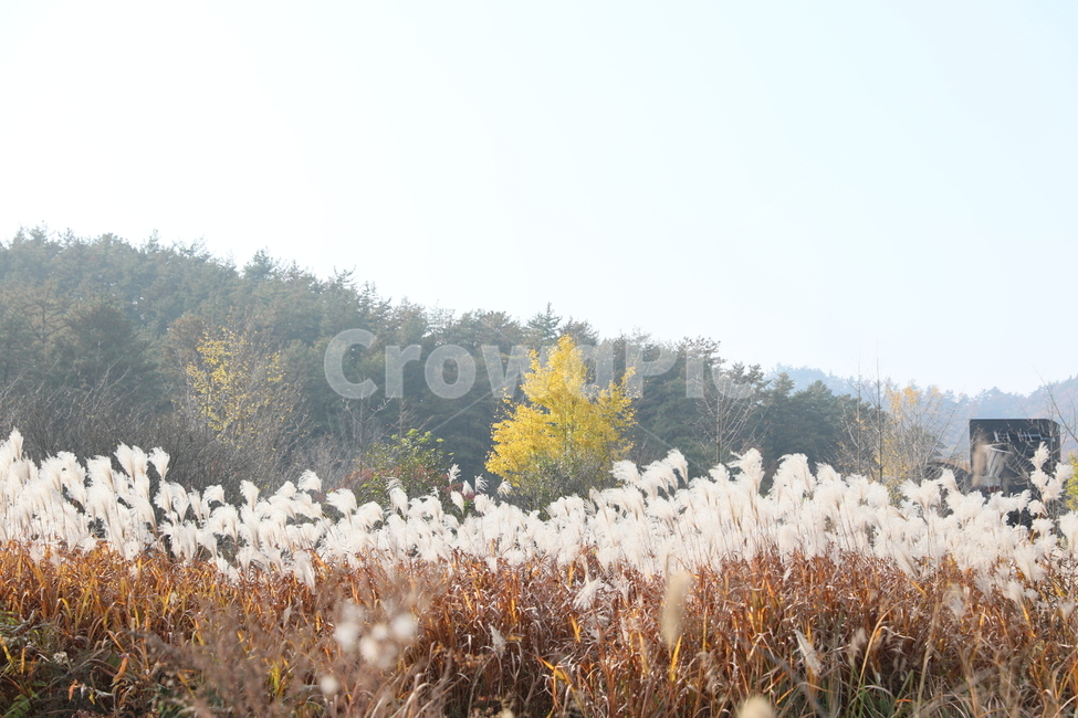 가을,억새,풍경,식물,자연,가을,계절,fall,autumn,season,자연,풍경,nature,landscape,grass,잔디,plant,lawn,reed,갈대