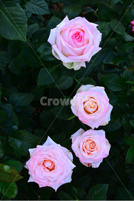 장미,장미꽃,로즈,꽃,아름다움,예쁜,플라워,데코레이션,꽃송이,꽃잎,feeling,rose,flowers,5월,계절의여왕,가시,가든,정원,앞뜰,장미원,장미축제,BEAUTIFUL,plant,garden,핑크색장미,분홍색장미,pink,식물,자연,plants,nature,꽃,flower