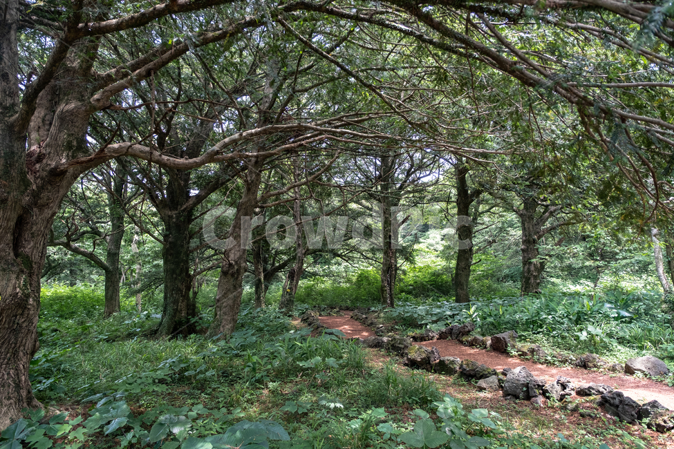 자연,제주,제주도,섬,nature,산책길,plant,식물,숲,비자림,나무,산책,휴식,숲속,자연,풍경,nature,landscape,식물,plants,나무,trees,wood,tree,tree trunk,나무 줄기,ground,바닥