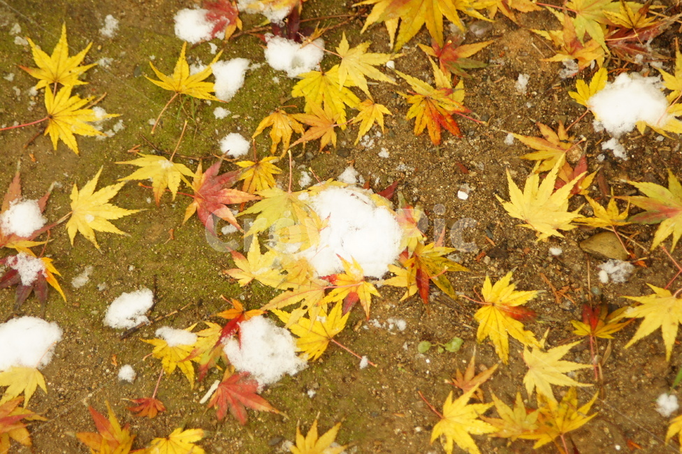 단풍,maple,tree,잎,snow,눈오는날,눈