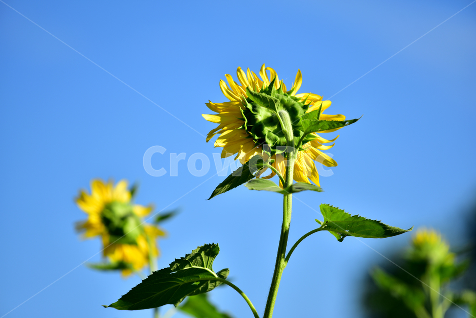 해바라기,해바라기꽃,꽃,해바라기잎,꽃잎,노란꽃,노랑색,플라워,식물,flower,plants,sunflower,yellow,여름,계절,summer,season,식물,자연,plants,nature,꽃,flower,plant,blossom