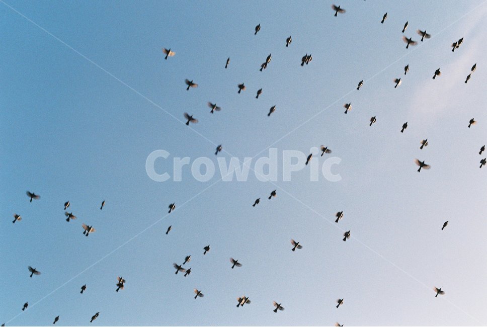 하늘,새,자연,파랑,협동,동물,animal,조류,새,birds