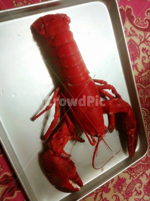 랍스터,빨간,커다란,맛있는,바닷가재