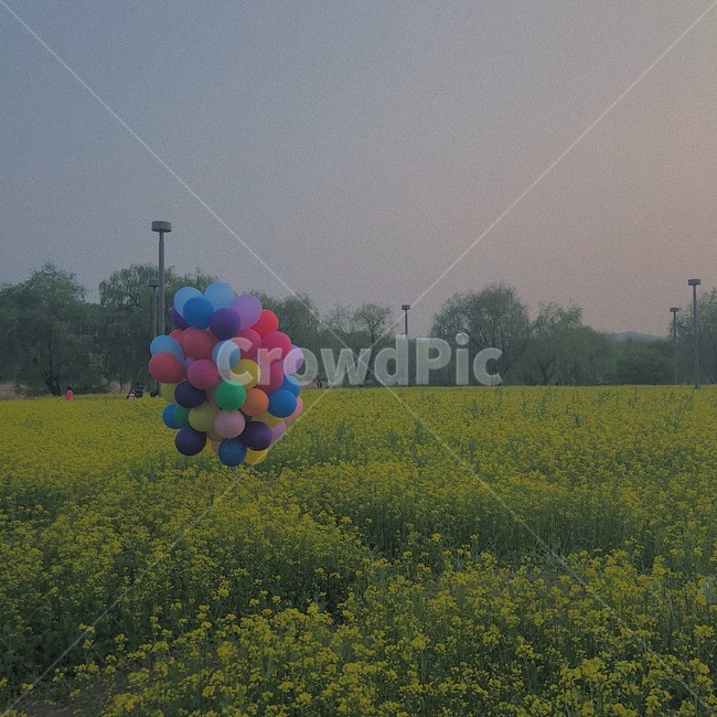 풍선,풍선꾸러미,유채꽃,꽃밭,꽃,빈티지,flowers,노랑,나무