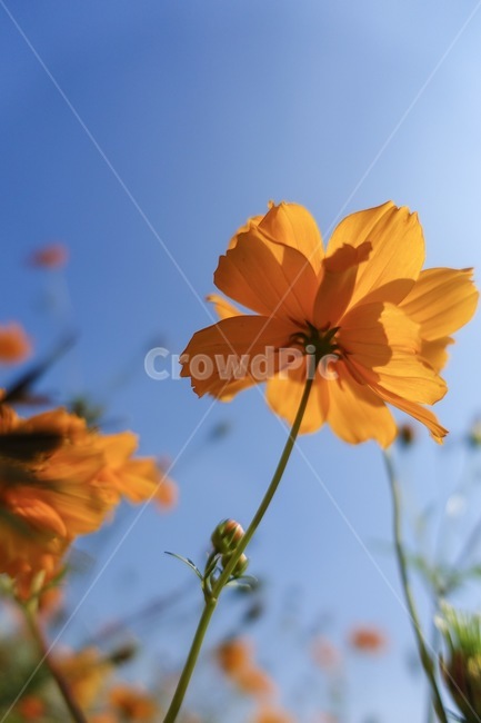 plant,식물,꽃잎,flower,꽃,petal,가을,계절,fall,autumn,season,식물,자연,plants,nature,꽃,flower,blossom