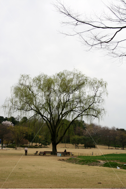 공원,산책,봄,봄날,감성,spring,풍경,식물,새싹,잎,초록,봄,계절,spring,season,자연,풍경,nature,landscape,식물,plants,나무,trees,wood,tree,plant,bench,벤치,furniture,가구