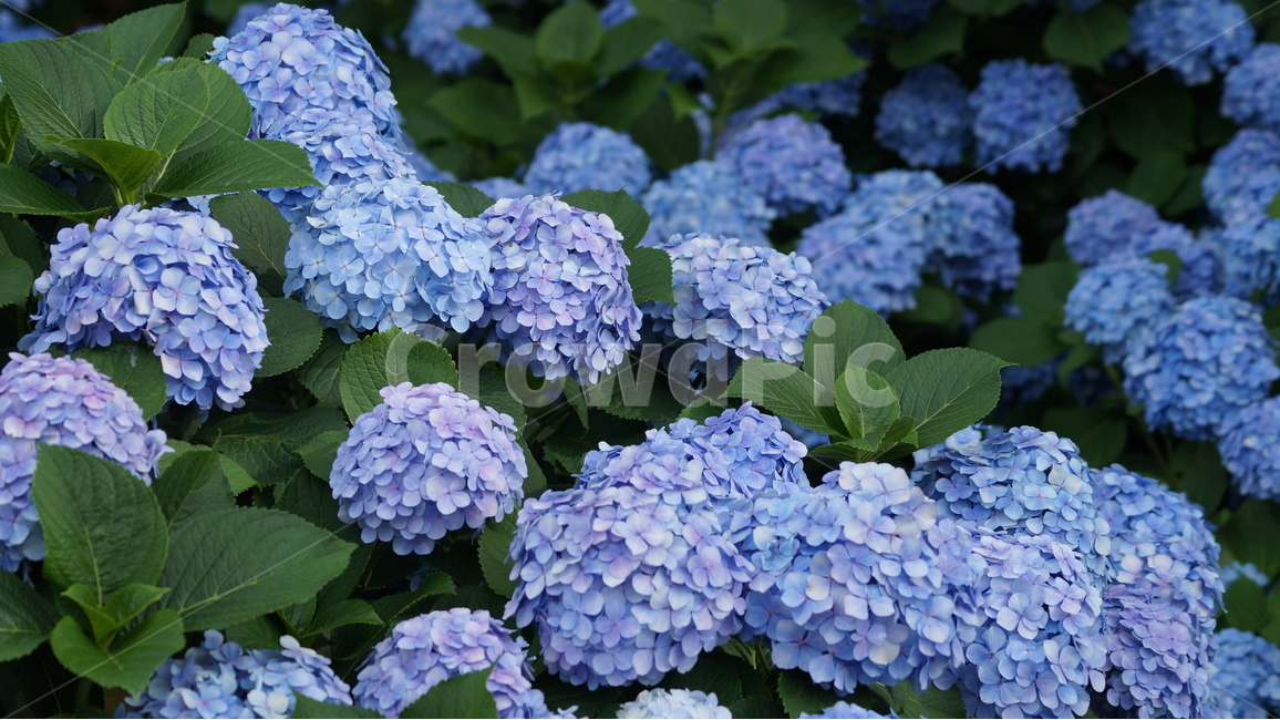 수국,수국꽃,꽃,꽃사진,식물,식물,자연,plants,nature,꽃,flower