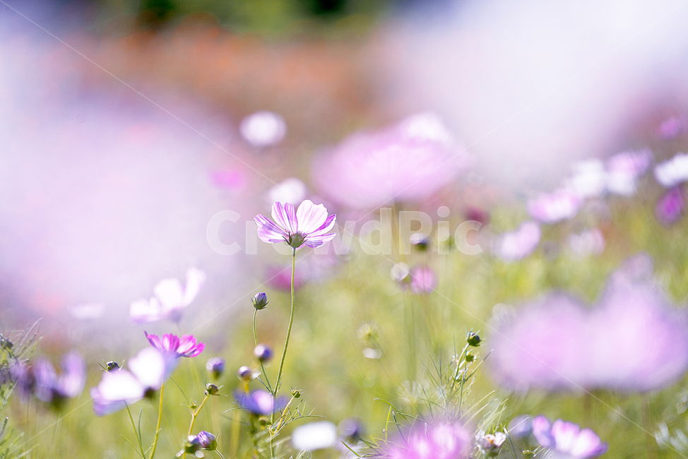 flower,꽃,plant,cosmos,코스모스,가을,계절,fall,autumn,season,식물,자연,plants,nature,꽃,flower,geranium,제라늄,blossom