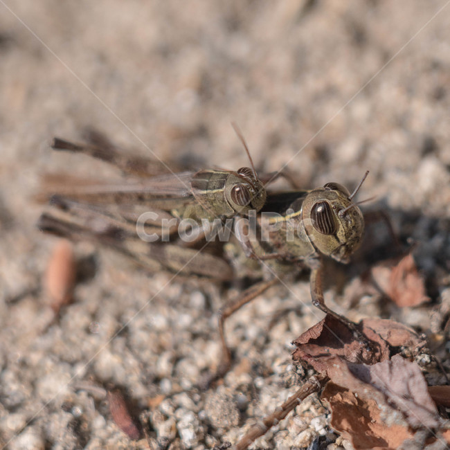 메뚜기,여치,교미,흙,곤충,곤충,벌레,insect,bug