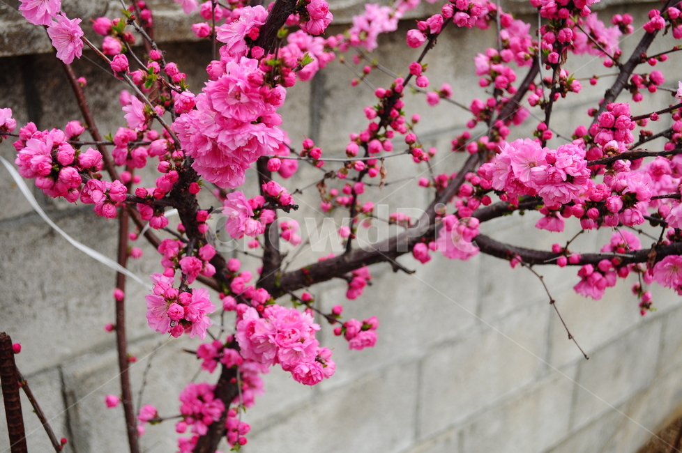 꽃,꽃잎,꽃나무,나무,가지,벽,봄,봄,계절,spring,season,식물,자연,plants,nature,꽃,flower,plant,blossom