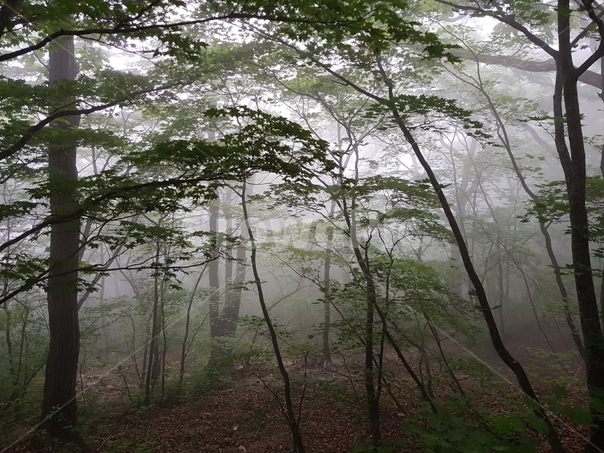 설악산,산,자연,풍경,나무,안개자욱,설악산정상,안개,설악산안개,숲,숲속안개,바위,돌