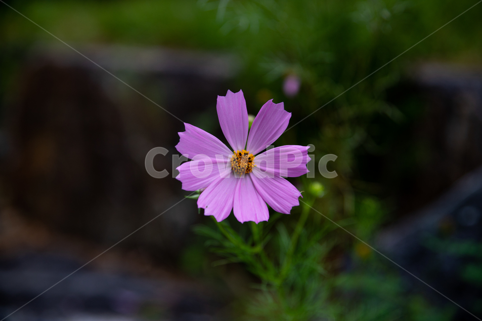 코스모스,cosmos,가을,꽃,flower,가을꽃,가을,계절,fall,autumn,season,식물,자연,plants,nature,꽃,flower,plant